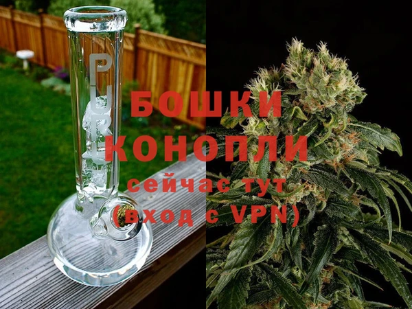 прущие грибы Горно-Алтайск